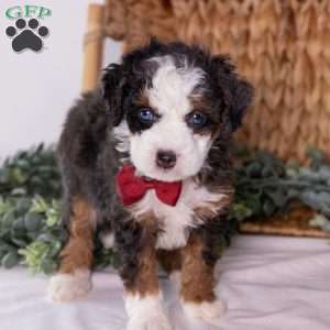 Kip, Mini Bernedoodle Puppy